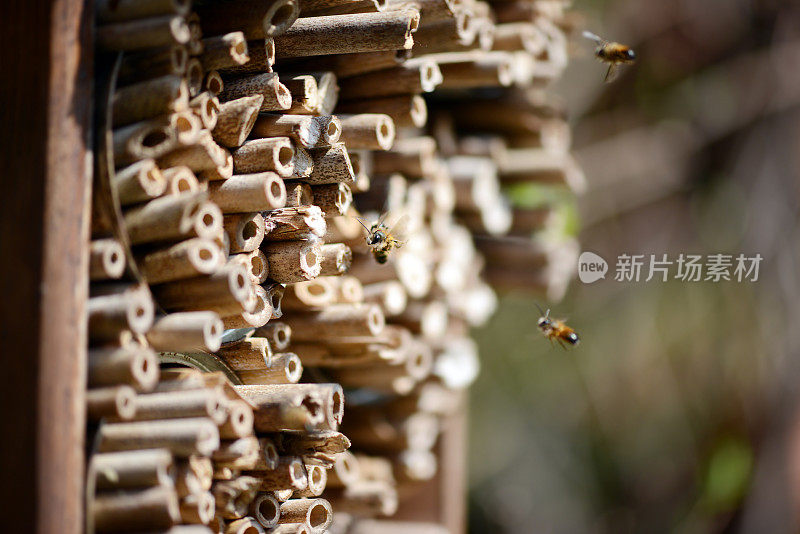 野蜜蜂(Osmia bicornis)飞在昆虫旅馆前。